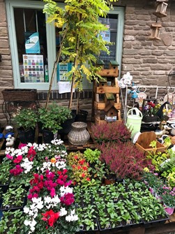 Shop front with garden flowers and shrubs